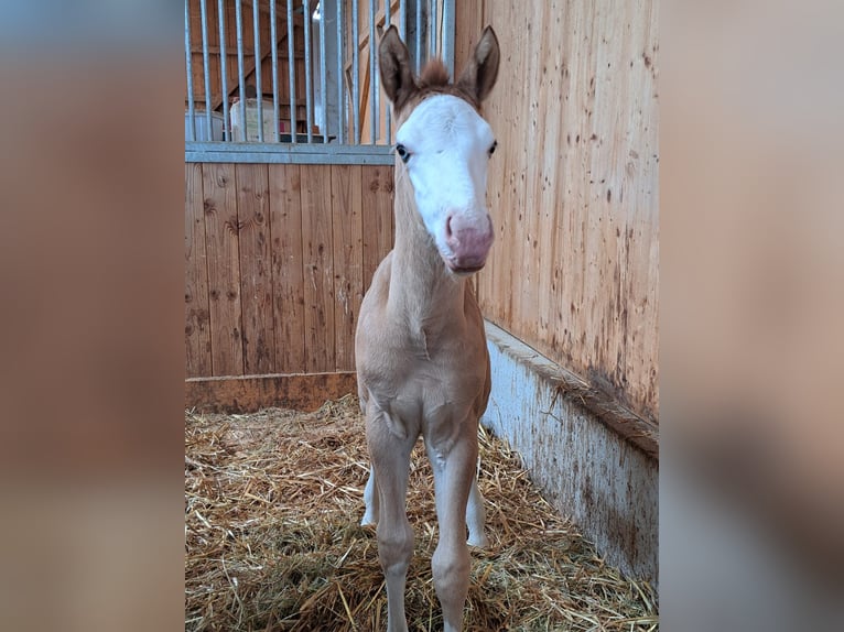 Paint Horse Stallion 1 year 14,2 hh Red Dun in Vilseck