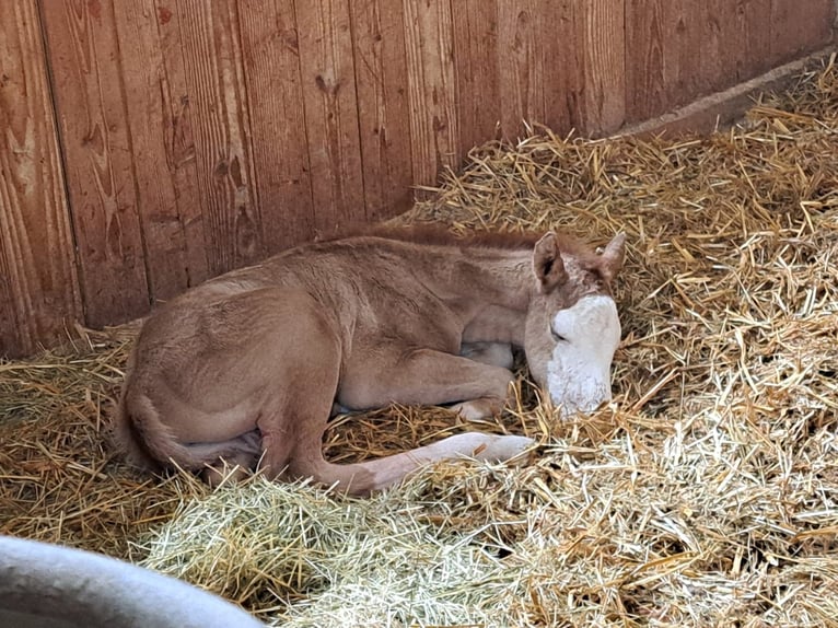 Paint Horse Stallion 1 year 14,2 hh Red Dun in Vilseck