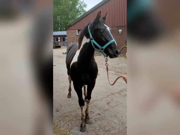 Paint Horse Stallion 1 year 14,2 hh Tobiano-all-colors in Alphen aan den Rijn