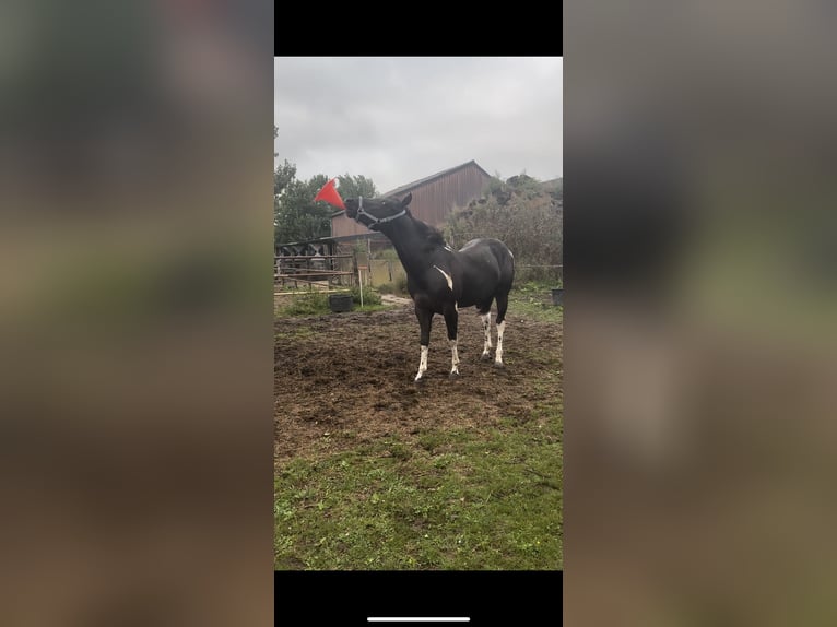 Paint Horse Stallion 1 year 14,2 hh Tobiano-all-colors in Alphen aan den Rijn