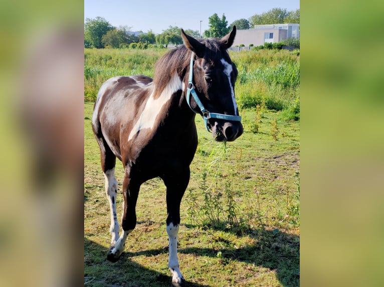 Paint Horse Stallion 1 year 14,2 hh Tobiano-all-colors in Alphen aan den Rijn