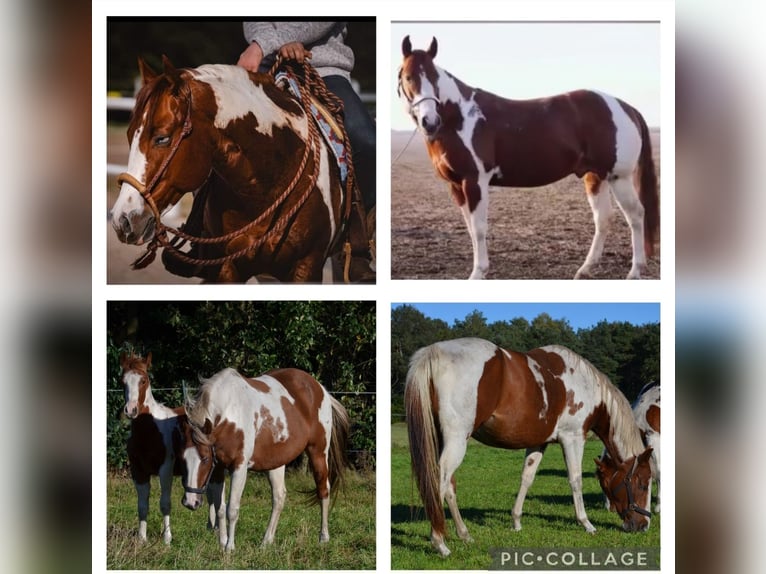Paint Horse Stallion 1 year 14,2 hh Tobiano-all-colors in Uelsen