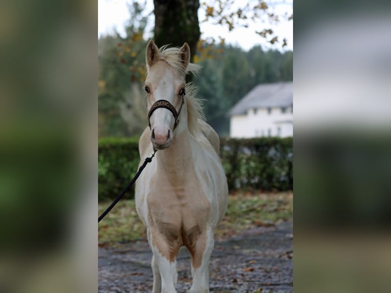 Paint Horse Stallion 1 year 14,2 hh Tobiano-all-colors in Hellenthal
