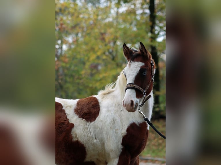 Paint Horse Stallion 1 year 14,2 hh Tovero-all-colors in Hellenthal