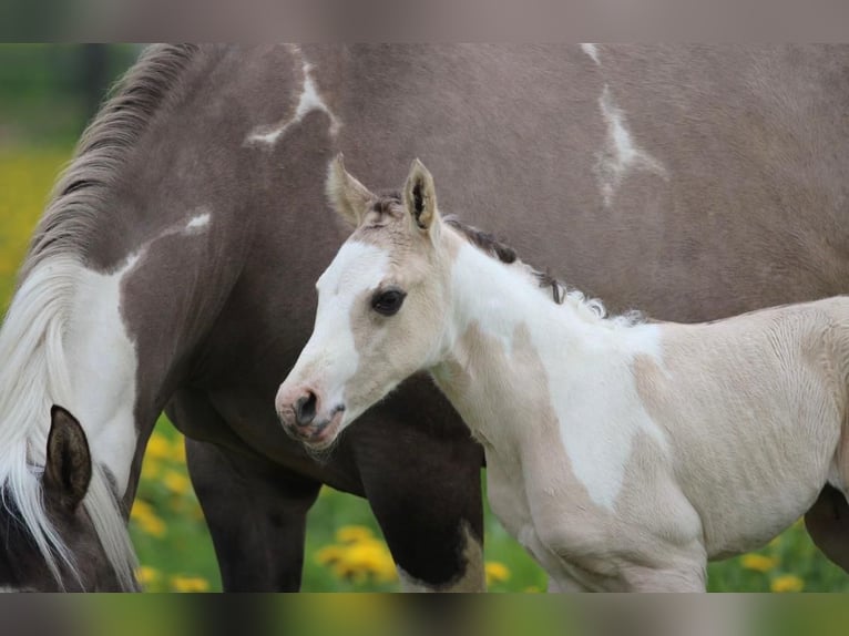 Paint Horse Stallion 1 year 14,2 hh in Pastetten