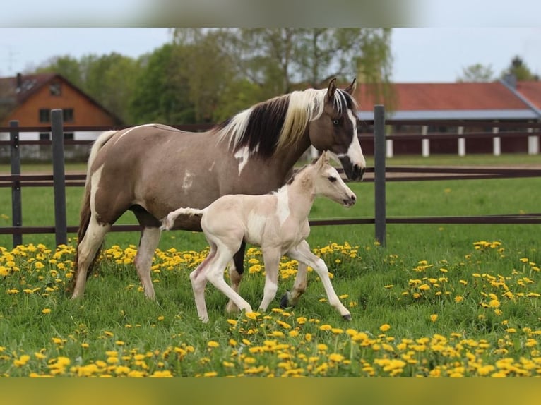 Paint Horse Stallion 1 year 14,2 hh in Pastetten