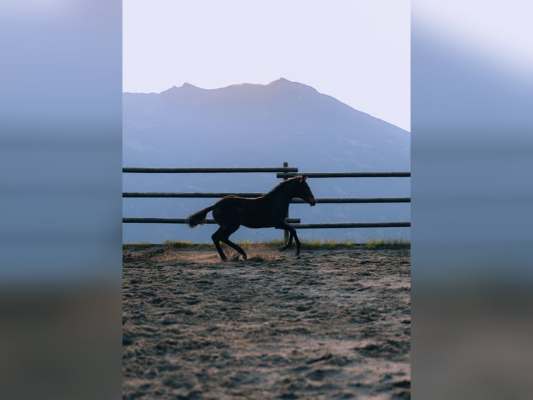 Paint Horse Stallion 1 year 14,3 hh Brown in Fügenberg