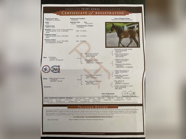 Paint Horse Stallion 1 year 14,3 hh Brown in Fügenberg