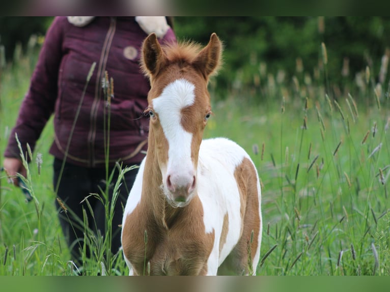 Paint Horse Mix Stallion 1 year 14,3 hh Champagne in saint jean sur erve