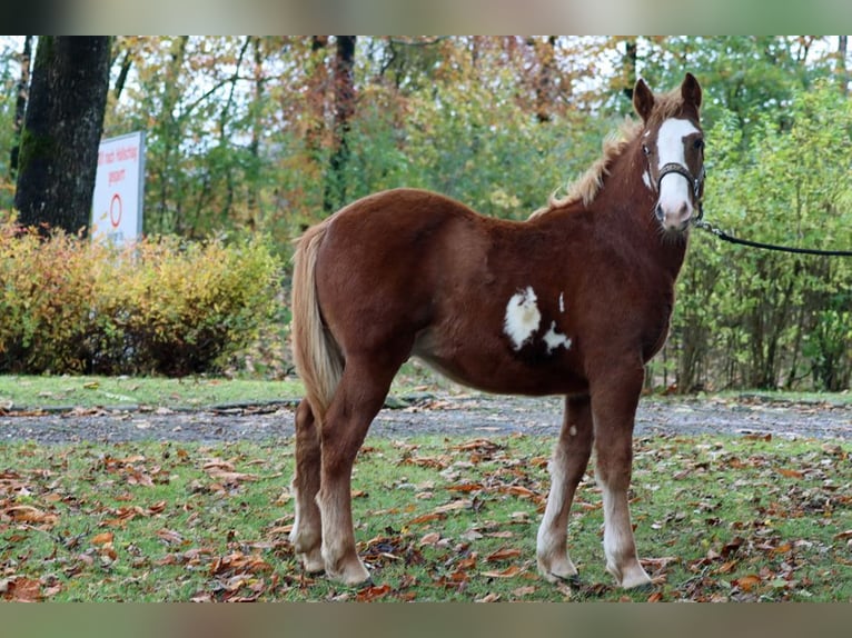 Paint Horse Mix Stallion 1 year 14,3 hh Overo-all-colors in Hellenthal