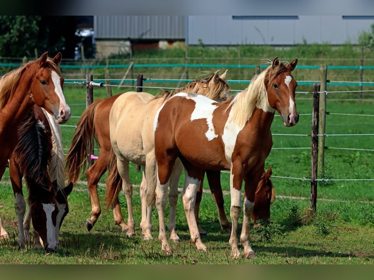 Paint Horse Stallion 1 year 14,3 hh Tobiano-all-colors in Hellenthal