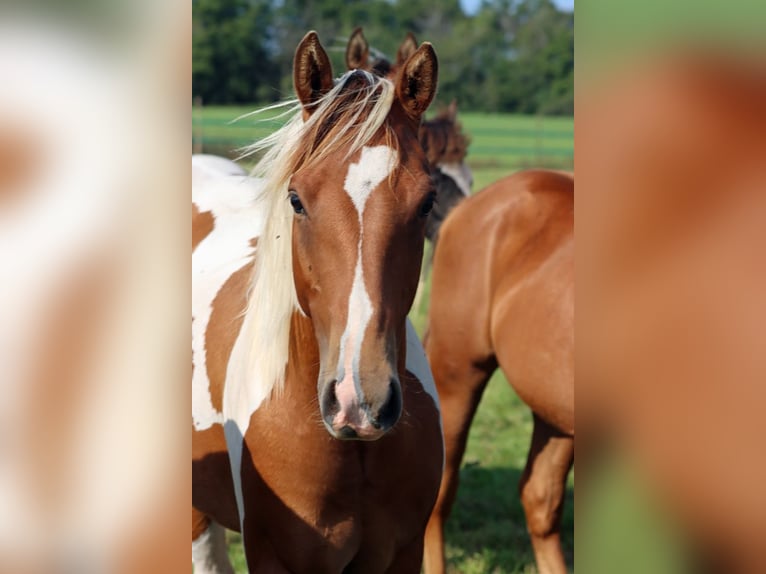 Paint Horse Stallion 1 year 14,3 hh Tobiano-all-colors in Hellenthal