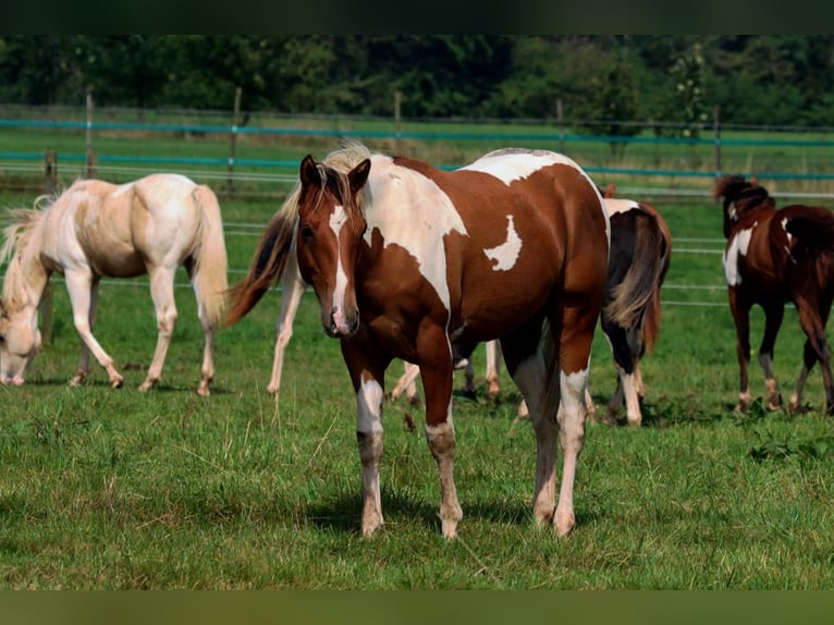 Paint Horse Stallion 1 year 14,3 hh Tobiano-all-colors in Hellenthal