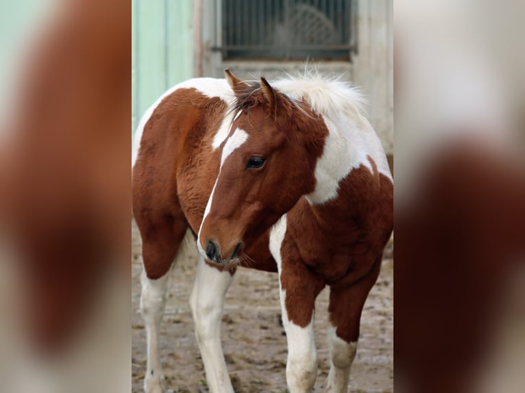 Paint Horse Stallion 1 year 14,3 hh Tobiano-all-colors in Hellenthal