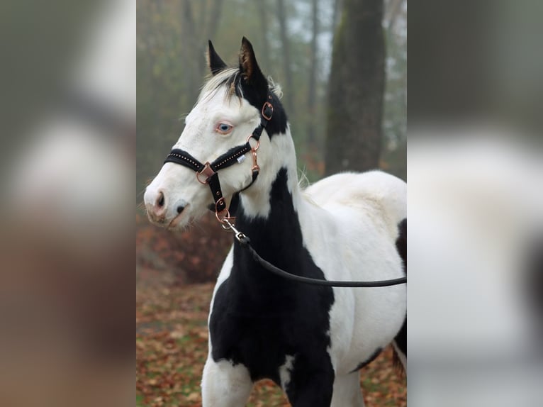 Paint Horse Stallion 1 year 14,3 hh Tovero-all-colors in Hellenthal