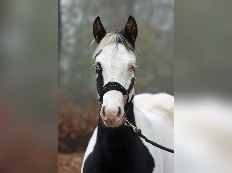 Paint Horse Stallion 1 year 14,3 hh Tovero-all-colors in Hellenthal