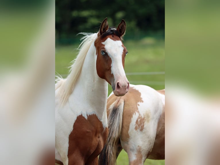 Paint Horse Stallion 1 year 14,3 hh Tovero-all-colors in Hellenthal