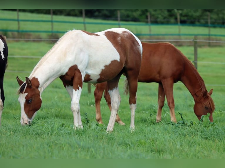 Paint Horse Stallion 1 year 14,3 hh Tovero-all-colors in Hellenthal