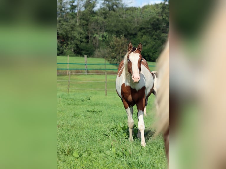 Paint Horse Stallion 1 year 14,3 hh Tovero-all-colors in Hellenthal