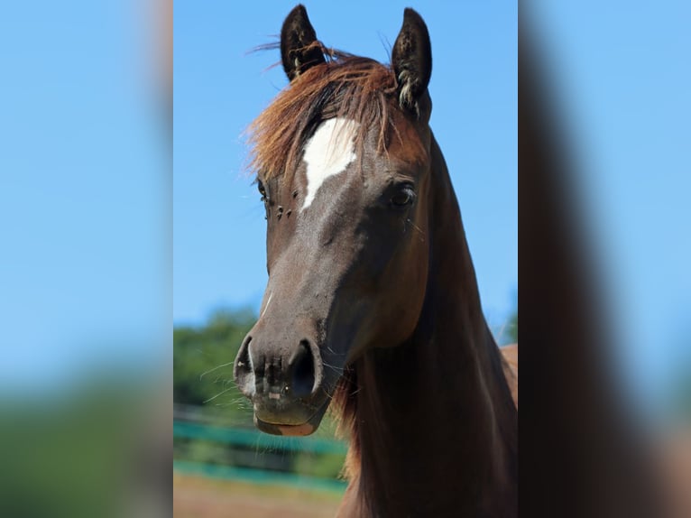 Paint Horse Stallion 1 year 14,2 hh Black in Hellenthal