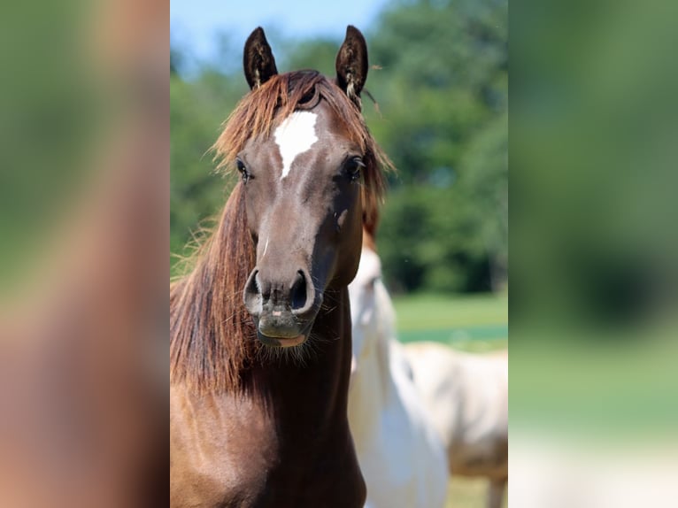 Paint Horse Stallion 1 year 14,2 hh Black in Hellenthal