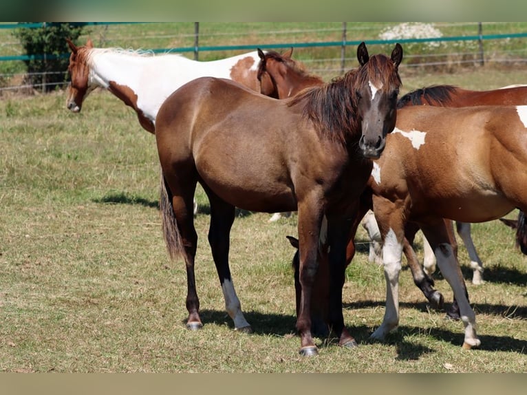Paint Horse Stallion 1 year 14,2 hh Black in Hellenthal