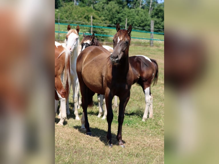 Paint Horse Stallion 1 year 14,2 hh Black in Hellenthal