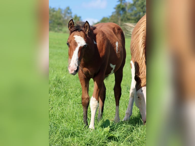 Paint Horse Stallion 1 year 14,2 hh Overo-all-colors in Hellenthal