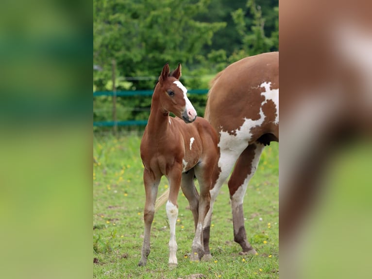 Paint Horse Stallion 1 year 14,2 hh Overo-all-colors in Hellenthal