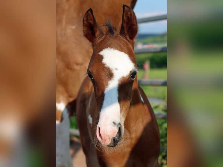 Paint Horse Stallion 1 year 14,2 hh Overo-all-colors in Hellenthal