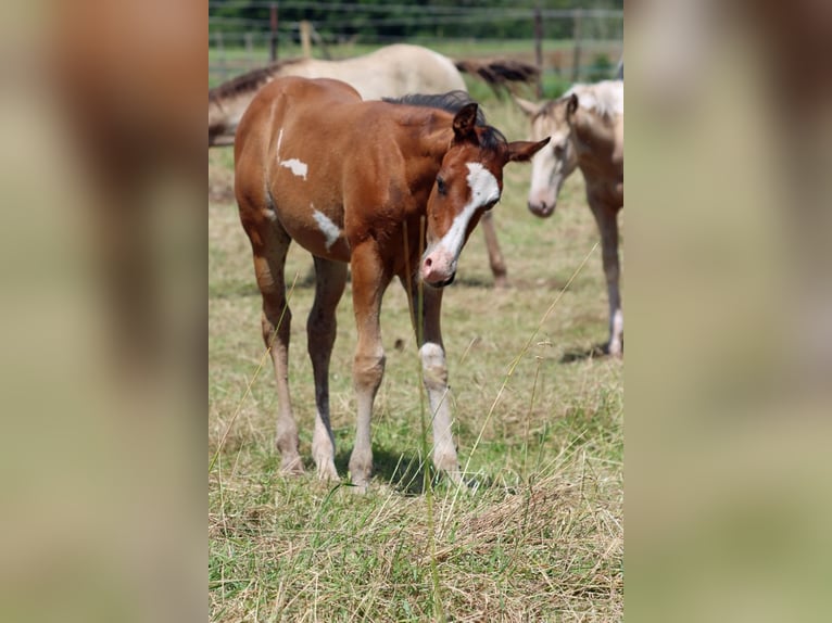 Paint Horse Stallion 1 year 14,2 hh Overo-all-colors in Hellenthal