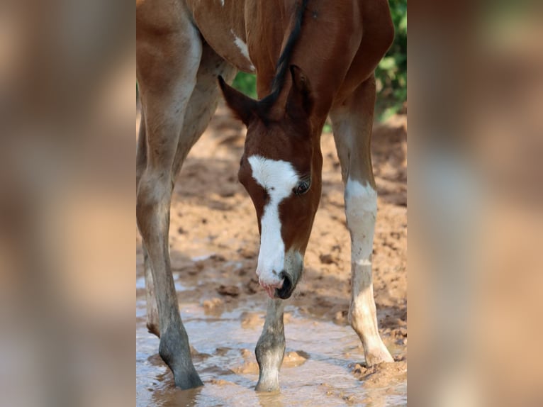 Paint Horse Stallion 1 year 14,2 hh Overo-all-colors in Hellenthal