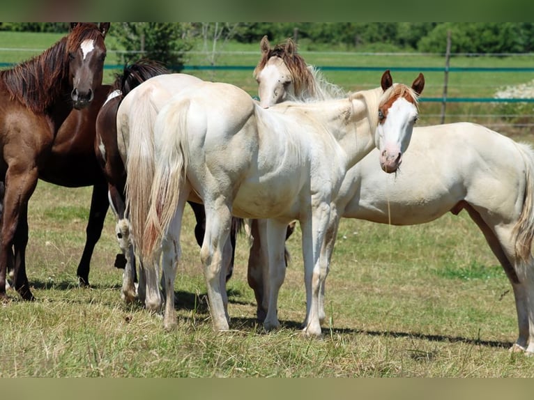 Paint Horse Stallion 1 year 14,2 hh Overo-all-colors in Hellenthal
