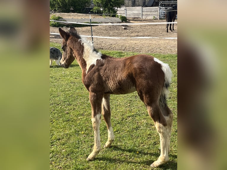 Paint Horse Stallion 1 year 14,2 hh in Mellingen