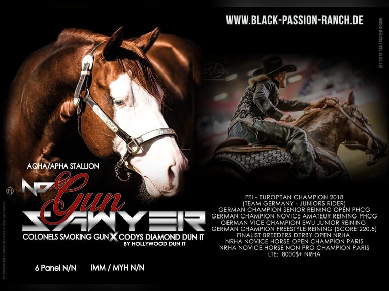 Paint Horse Stallion 1 year 14,2 hh in Mellingen