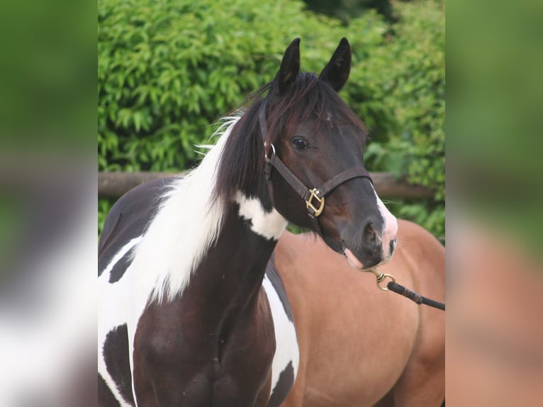 Paint Horse Stallion 1 year 14,3 hh Black in D&#xFC;sseldorf