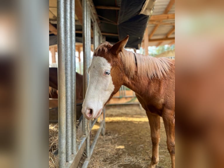 Paint Horse Stallion 1 year 14,3 hh Chestnut-Red in Kraichtal