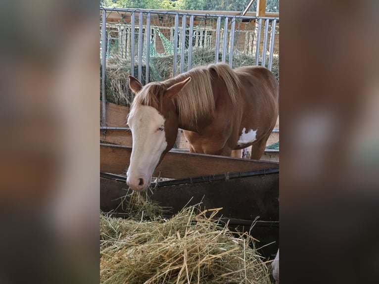 Paint Horse Stallion 1 year 14,3 hh Chestnut-Red in Kraichtal