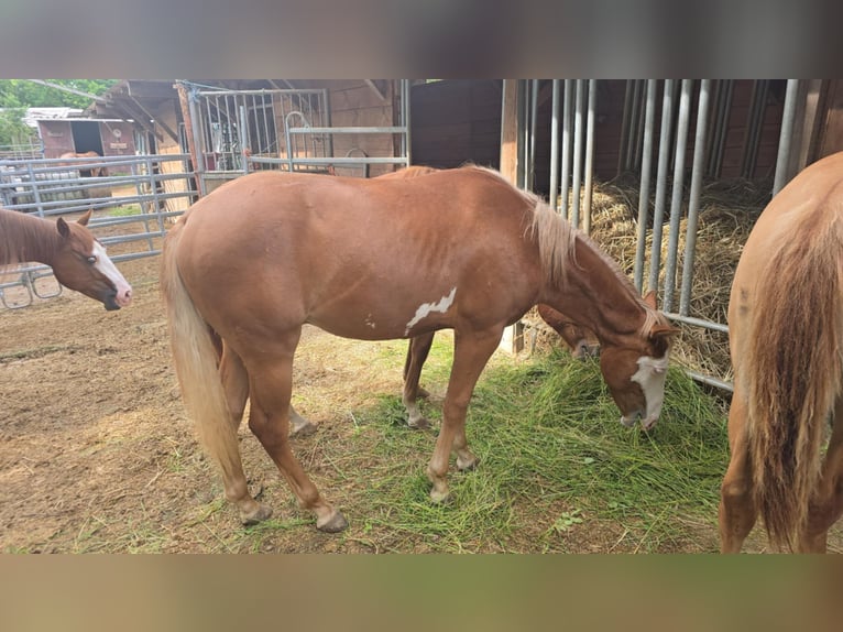 Paint Horse Stallion 1 year 14,3 hh Chestnut-Red in Kraichtal