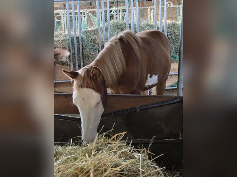 Paint Horse Stallion 1 year 14,3 hh Chestnut-Red in Kraichtal