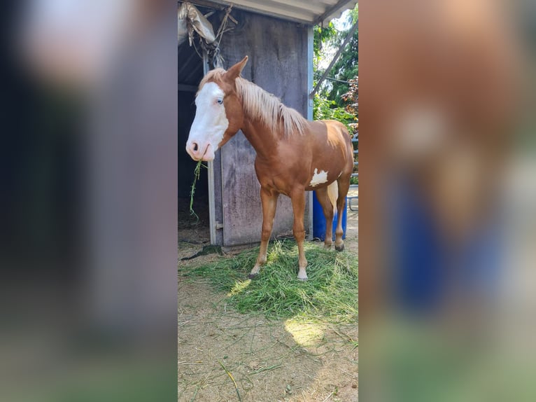 Paint Horse Stallion 1 year 14,3 hh Overo-all-colors in Kraichtal