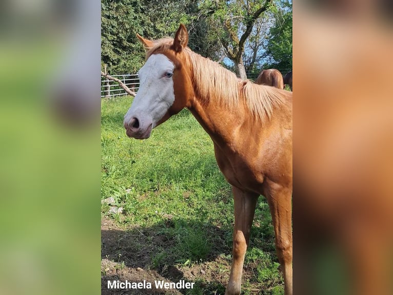Paint Horse Stallion 1 year 14,3 hh Overo-all-colors in Kraichtal