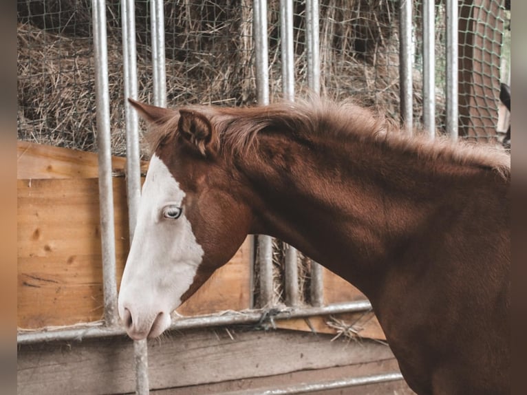 Paint Horse Stallion 1 year 14,3 hh Overo-all-colors in Kraichtal