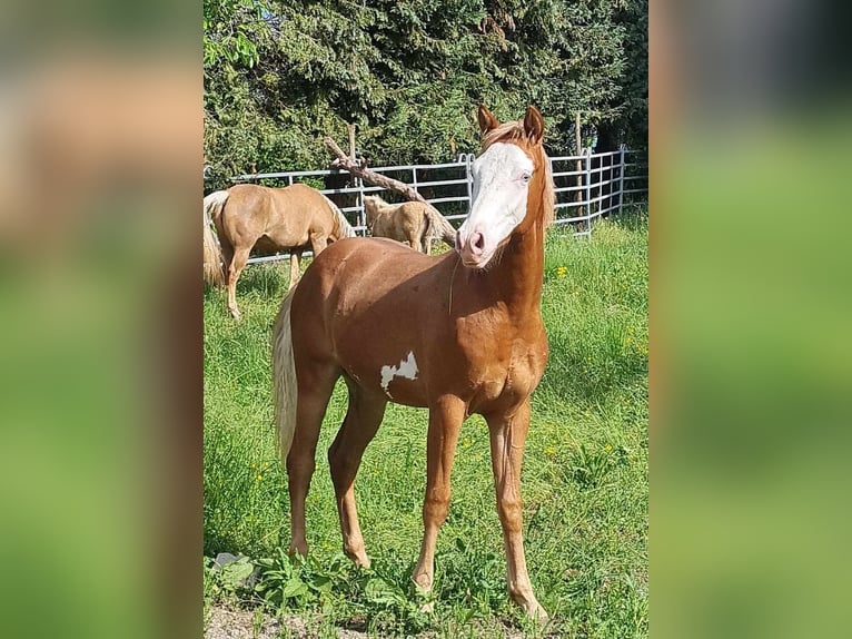 Paint Horse Stallion 1 year 14,3 hh Overo-all-colors in Kraichtal