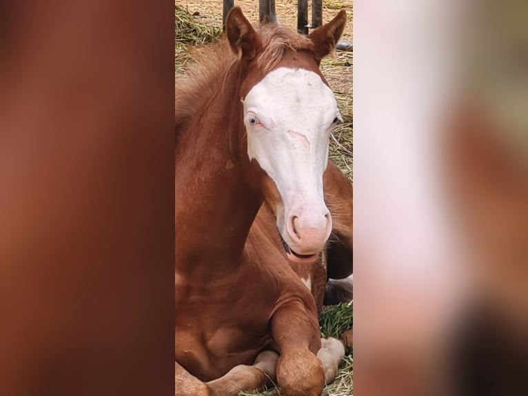 Paint Horse Stallion 1 year 14,3 hh Overo-all-colors in Kraichtal