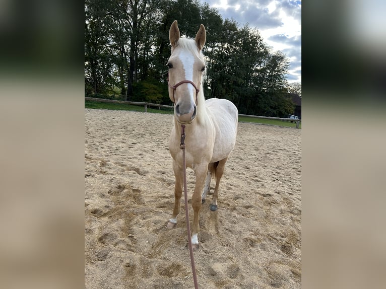 Paint Horse Stallion 1 year 14,3 hh Palomino in Rottenbach Paint Horse Stallion 1 year 14,3 hh Palomino in Rottenbach