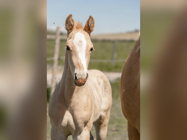 Paint Horse Stallion 1 year 14,3 hh Palomino in Rottenbach