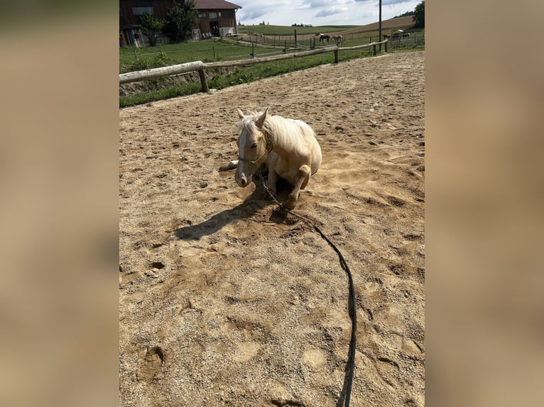 Paint Horse Stallion 1 year 14,3 hh Palomino in Rottenbach