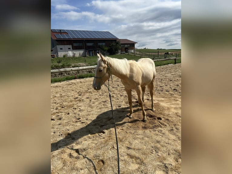 Paint Horse Stallion 1 year 14,3 hh Palomino in Rottenbach