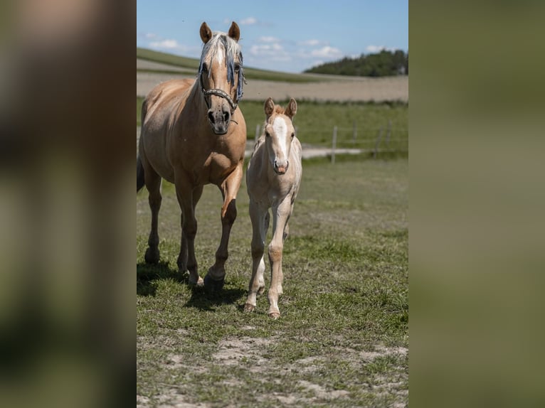 Paint Horse Stallion 1 year 14,3 hh Palomino in Rottenbach